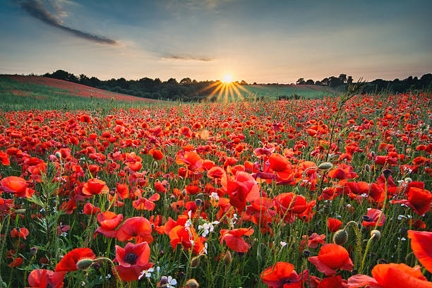 Poppies