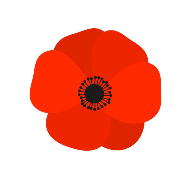 Red Poppy Flower. Vector Illustration